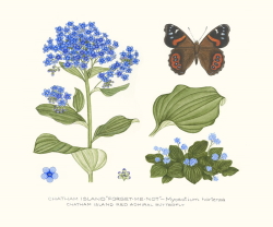 Forget Me Not and Moth
