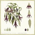 Fuchsia Excorticata