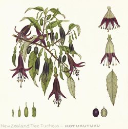 Fuchsia Excorticata