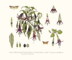 Fuchsia and Moths
