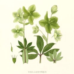 Green Helebore