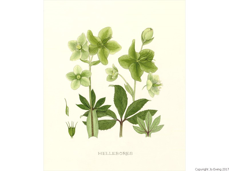 Green Hellebore