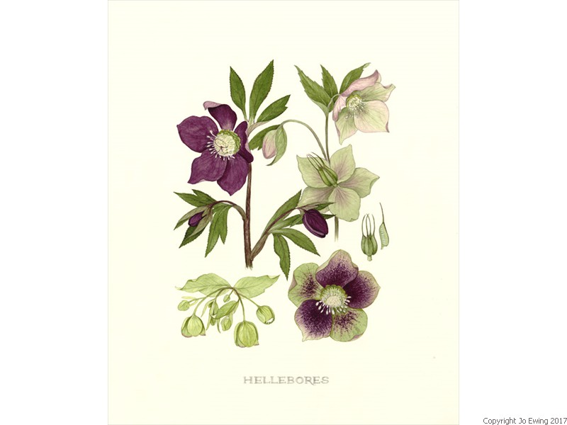 Red Hellebore