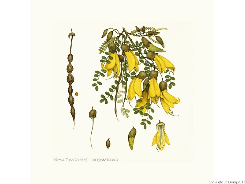 NZ Kowhai