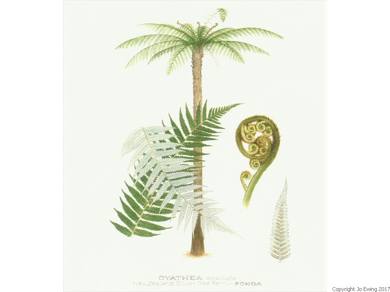 NZ Tree Fern