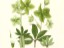 Green Hellebore