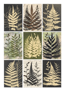 Ferns