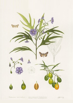 Poroporo