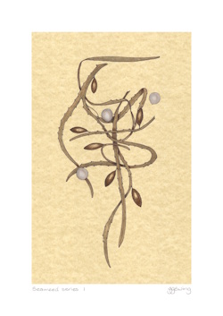 Seaweed Series 1