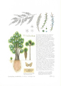 Ti Kouka
